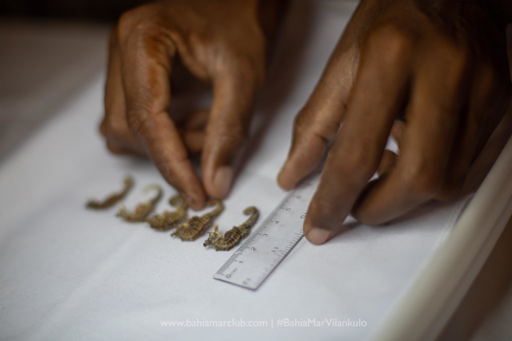 Save the Seahorses of Mozambique