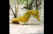 Save the Seahorses of Mozambique