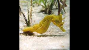 Save the Seahorses of Mozambique