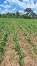 Maize crop