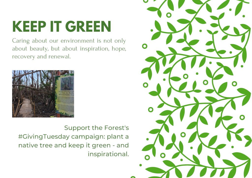 Caring for the Forest is about Renewal and Hope