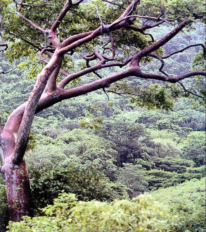 Caring for the Forest is about Renewal and Hope