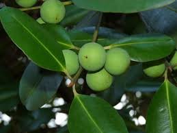 Caring for the Forest is about Renewal and Hope