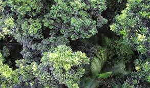 Caring for the Forest is about Renewal and Hope