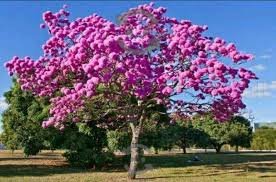 Caring for the Forest is about Renewal and Hope