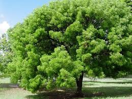 Caring for the Forest is about Renewal and Hope