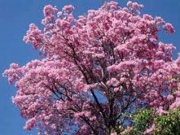 Caring for the Forest is about Renewal and Hope