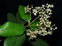 Caring for the Forest is about Renewal and Hope