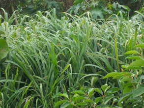 Invasive Grasses / Pastos Invasivo