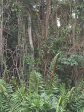 Woody Vines (Bejucos)