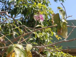 Roble Venezolano