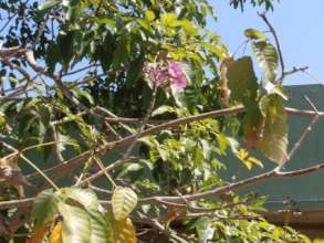 Roble Venezolano