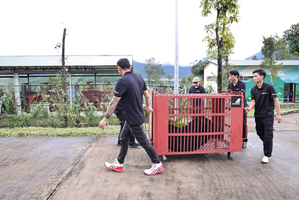 Last moon bear in Da Nang transferred to a center