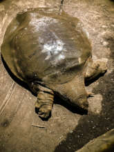 Rare Asiatic softshell turtle confiscated in sting