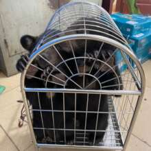 Bear cubs confiscated in Dien Bien, June 2022