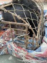 Asiatic black bear confiscated in Dien Bien