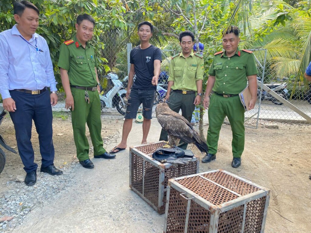 A golden eagle and five kites were confiscated