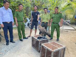 A golden eagle and five kites were confiscated