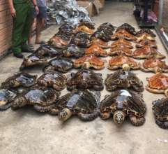 Hawksbill sea turtle trophies confiscated