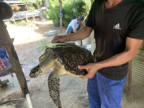 Hawksbill sea turtle transferred, Aug 2022