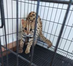 Leopard cat saved from the illegal wildlife trade