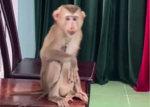 Macaque confiscated in May 2022