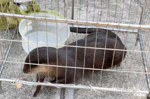 Otter voluntarily transferred to a rescue center