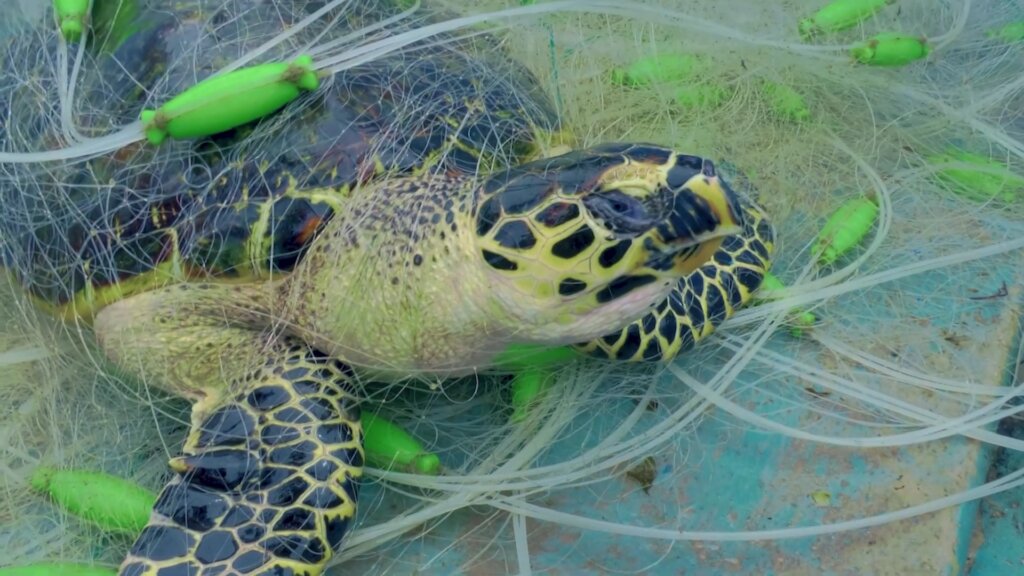 Police and customs seize live animals, horns and ivory in global wildlife trafficking operation