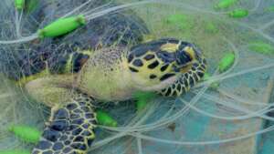 Marine Turtle Public Service Announcement (PSA)