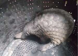 Pangolin voluntarily transferred, June 2022