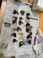 Bear claws and canines confiscated in Hanoi