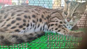 Leopard cat confiscated, January 2022