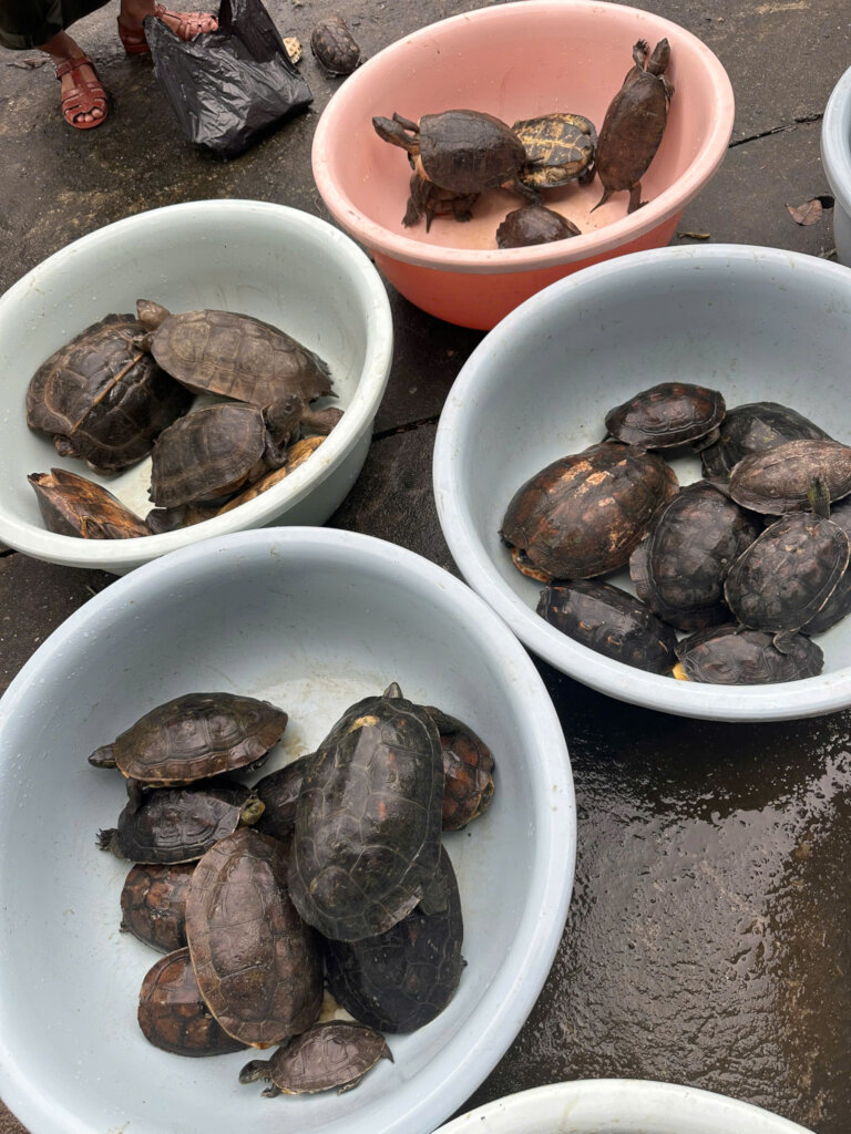 Turtles seized from a pagoda in Da Nang