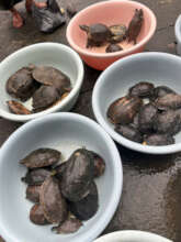 Turtles seized from a pagoda in Da Nang