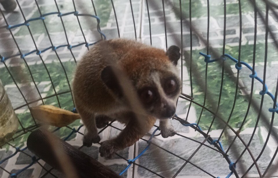 Slow loris voluntarily transferred, December 2021