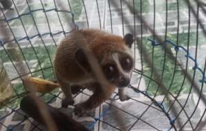 Slow loris voluntarily transferred, December 2021