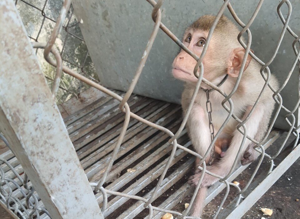Long-tailed macaque confiscated, December 2021