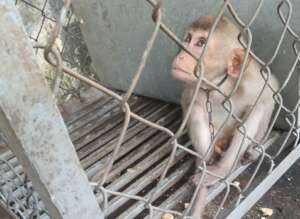 Long-tailed macaque confiscated, December 2021
