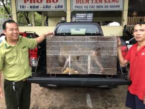 Pig-tailed macaques confiscated