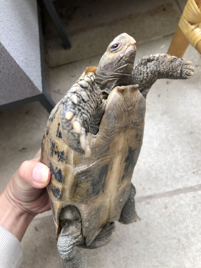 Turtle voluntarily transferred in Hanoi
