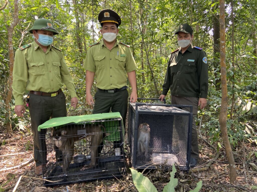 Macaques released back into nature, Da Nang