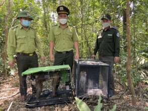 Macaques released back into nature, Da Nang