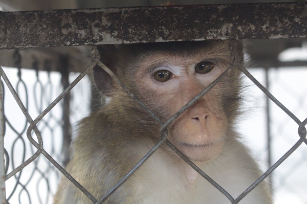 Macaque confiscated from coffee shop, Aug 2022