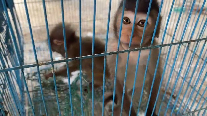 Two long-tailed macaques confiscated, Nov 2022