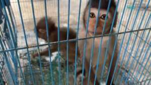 Two long-tailed macaques confiscated, Nov 2022