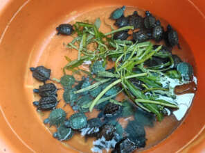 Turtles confiscated from a market in Phu Quoc