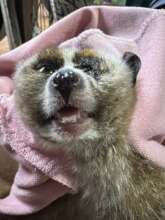 Loris confiscated by police