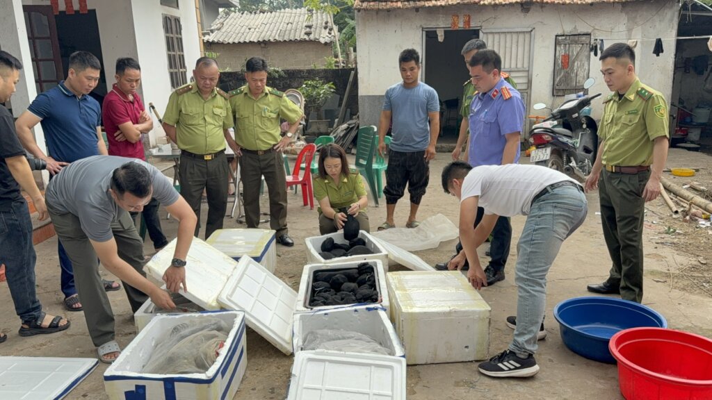 A large quantity of turtles seized by authorities
