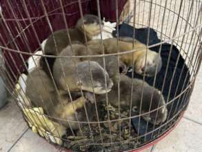 Otter pups rescued from ENV sting operation