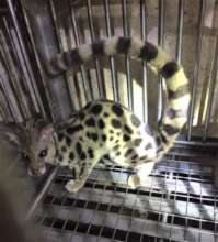 Spotted linsang rescued in June 2021
